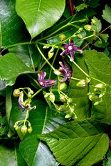 blooming relic Períploca gráeca close-up