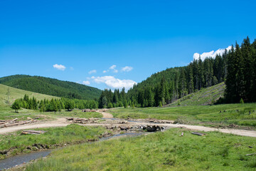 Fototapeta na wymiar Illegal cutted pine logs near forest road in Transylvania, Romania, flowing clean mountain river.