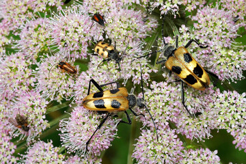 Yellow long-horned beetles in an alpine meadow in Adelboden.