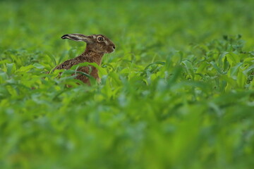 wild duck in the grass