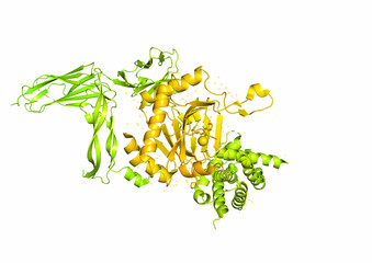  The structure of the protein molecule, an activator of angiogenesis.