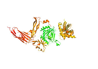  The structure of the protein molecule, an activator of angiogenesis.