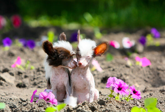Puppies of a naked Chinese crested dog on a background of flowers. Cute dogs pose in an outdoor Park. The concept of love and friendship. Free space for text. Copy of the space. Horizontal image.