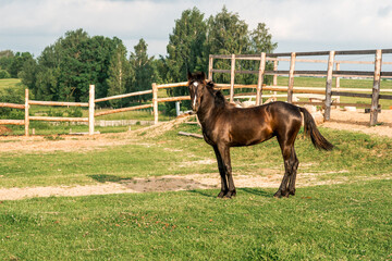 A horse in a fenced in area outdoors. near a wooden fence in the background of the forest, ecology and nature