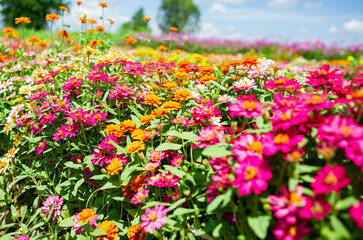 Obraz na płótnie Canvas Colorful and beautiful flower garden