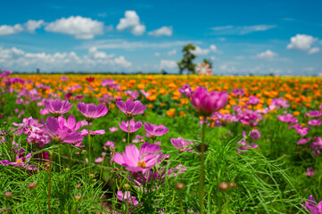 Colorful and beautiful flower garden