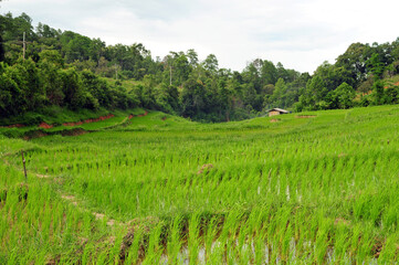 Fototapeta na wymiar Rice paddy in the Thanon Thong Chai range of the Shan Hills.