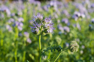 Natur Color outdoor plant