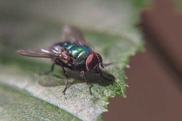 close up of a fly