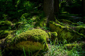 Vibrant green moss on stones and pine wood roots in harsh sunlight in the Carpathian mountains, Transylvania, Romania.