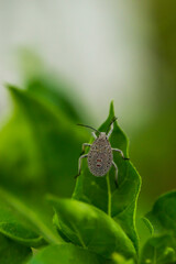 Bug. Macro photo. Bedbug on a green leaf. Gray bug with orange spots close up. Green leaves of plants close-up. Green background