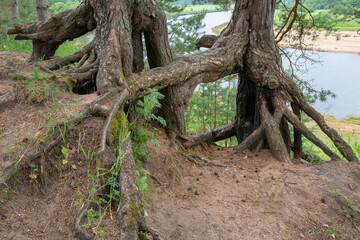 Pine tree roots. Ugra national park, Kaluga oblast, Russia..
