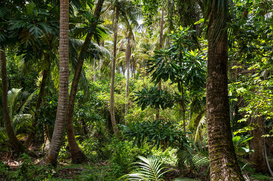 Peaking through an open spot in the Guam rainforest.