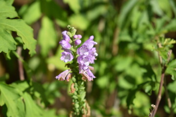 Lionshearts (obedient plant) blooming in the garden