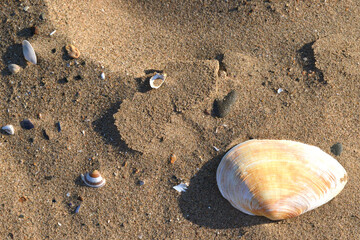 Fototapeta na wymiar Backdrop for presentations - sandy beach with stones and shells