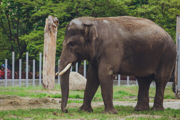Photo of an elephant. Elephant shows his snout and trumpets.