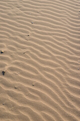 Backdrop for presentations - sandy beach with stones and shells
