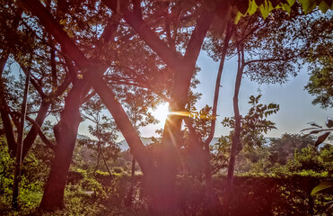 sun rise in a rainforest with sunlight on trees with canopy in nature