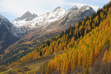 Golden larch forests color the Lötschental in autumn.