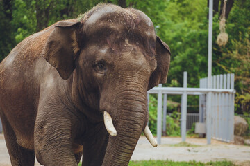 Fototapeta na wymiar Photo of an elephant. Elephant shows his snout and trumpets.