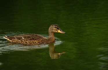 Drake swims across the pond