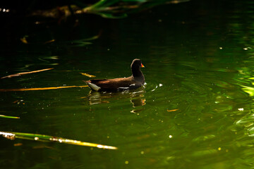 Moorhen in sunset light in a pond in the thicket