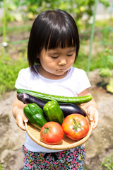 Fototapeta premium 家庭菜園で採れた新鮮な野菜