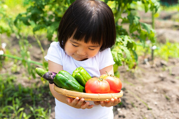家庭菜園で採れた新鮮な野菜