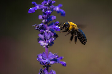bee in china