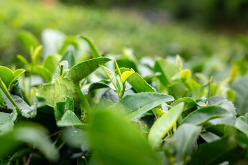 Peak of green tea leaf is growing in local farming, ready for harvesting. Selective focus on leaf's part. Agriculture product photo