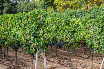 Growing grapes for wine production on the vineyards of Spain.