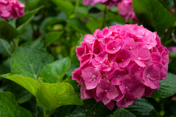 雨に濡れる紫陽花　大分県臼杵市あじさい寺