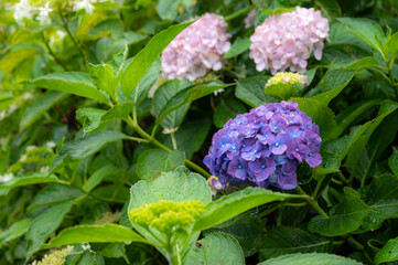 雨に濡れる紫陽花　大分県臼杵市あじさい寺