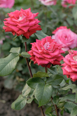 pink rose bush