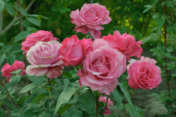 pink roses in garden