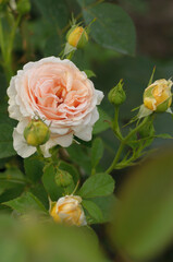yellow roses in garden