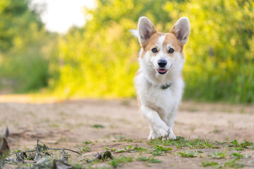 Cute Corgi dog runs for a walk in the park. Little puppy