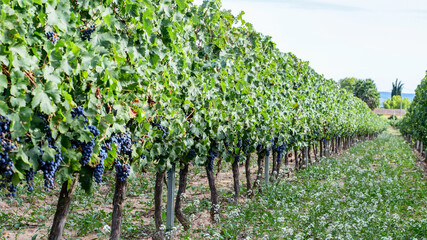 Fototapeta na wymiar Vines on the vineyards of one of the spanish farms.