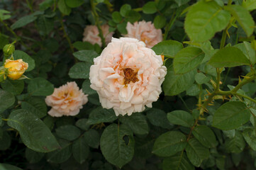 pink and white rose