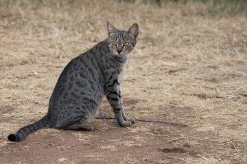 Domestic cat in the serengeti national park camp