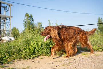Dog breed - 