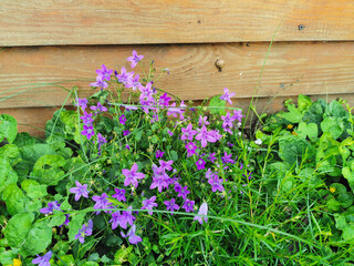 Fototapeta na wymiar purple flowers growing in grass next to a wooden wall