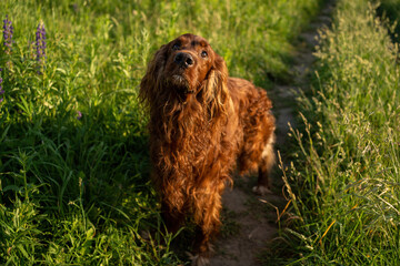 Irish red setter. Dog walks in the grass.