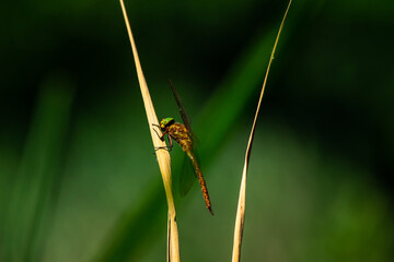 Large European dragonfly on a dry branch on green background