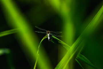 Dragonfly predator killed a ladybug