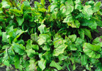 red beets grow in the vegetable garden