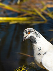 White dove on a beautiful background, portrait of a bird