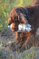 Setter dog digs a bottle like a bone
