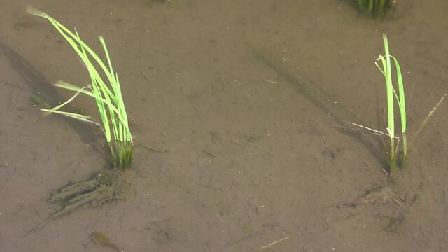 田んぼを泳ぐカブトエビ