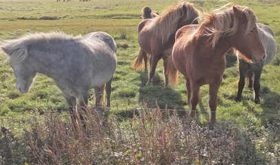 horses in the meadow